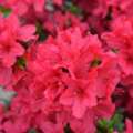 Encore Azaleas - Blooms Spring, Summer & Fall