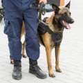 K9 Dog Security Services For Advanced Detection & Protection