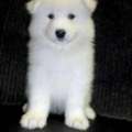 Samoyed Dog Breed Spotlight
