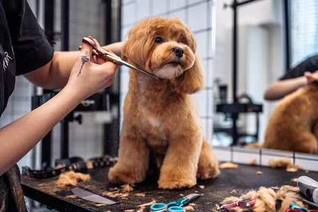 Lucknow, Pet Sitting, Dog Grooming In Lucknow