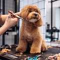 Dog Grooming In Lucknow