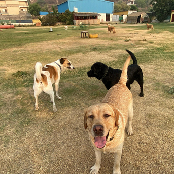 Gurgaon, Pet Sitting, Kennel Free Dog Boarding Gurgaon | Cage-Free Boarding & Daycare Services