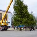 Crane Rental For Tree Removal In CA &ndash; Fast & Damage-Free Service
