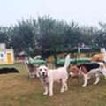 Dog Playschool Gurgaon Sector 75 | Swimming, Playing & Socialization