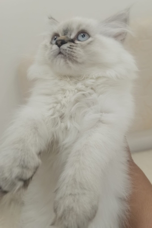 Manama, Pet Adoption, Female Kitten For Adoption