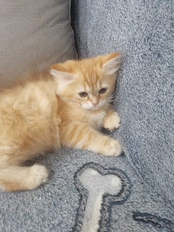 Manama, Pet Adoption, Female Kitten For Adoption