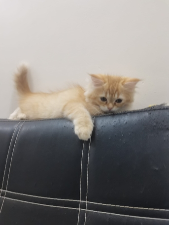 Manama, Pet Adoption, Female Kitten For Adoption