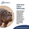 How Fast Can A Hippo Run