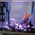 BHD 25,  Fish Tank  For Sale With Fish And Accessories