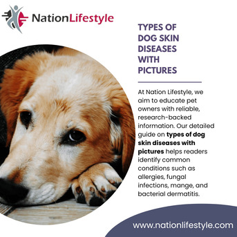 Mumbai, Medical, Types Of Dog Skin Diseases With Pictures