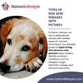 Types Of Dog Skin Diseases With Pictures