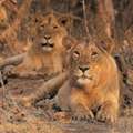 Gir Jeep Safari Booking | Gir Wildlife Tour Packages