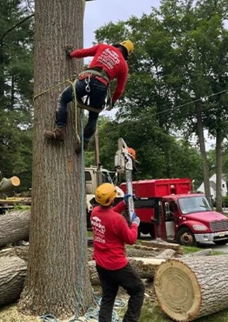 New York, Business, Professional Tree Removal Services In NJ