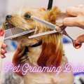 Professional Pet Grooming At Home - Book Your Slot Today!