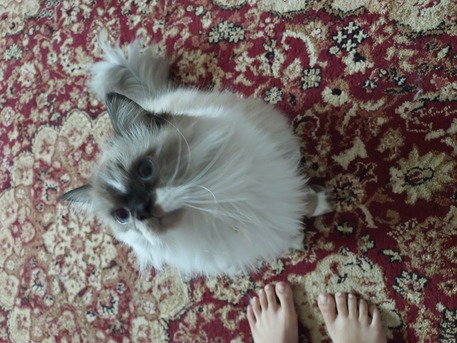 Al-Yarmouk, Pet Supplies, Cats For Adoption.