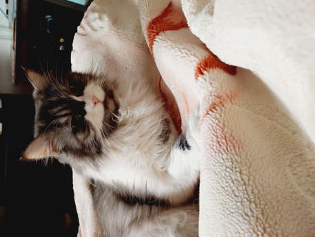 Al-Yarmouk, Pet Supplies, Cats For Adoption.