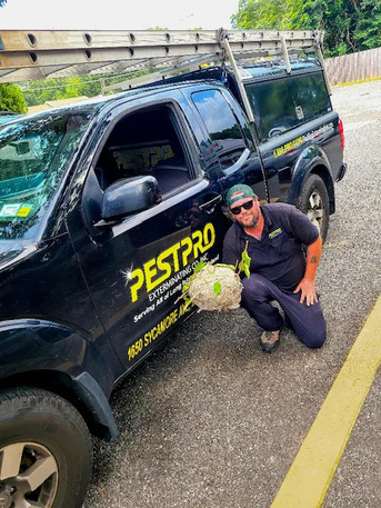 New York, Pest Control, Pest Pro Exterminating