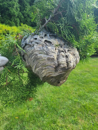 New York, Pest Control, Pest Pro Exterminating