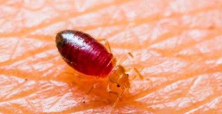 New York, Pest Control, Pest Pro Exterminating