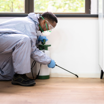 Beirut, Cleaning, Trusted Pest Control Services Lebanon Offered By Velvet Services