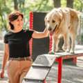 Dog Training In Surat