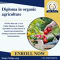 Diploma In Organic Agriculture – 12 Months Certificate Course