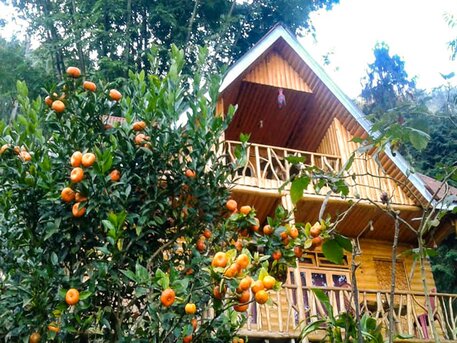Kurnool, Travel, Peace Awakes In Orange Orchards