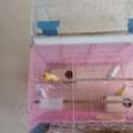 SAR 300,  Birds (Budgies Parrots) Along Cages And Accessories