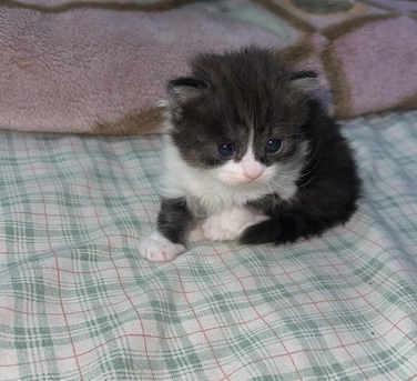 Riyadh, Pet Supplies, SAR 500,  Male Kittens For Sale Mix Persian