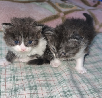 Riyadh, Pet Supplies, SAR 500,  Male Kittens For Sale Mix Persian