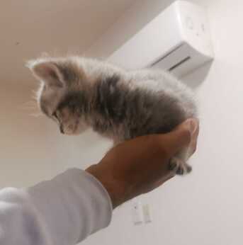 Riyadh, Pet Supplies, SAR 5000,  Kittens For Sale