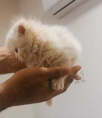 Riyadh, Pet Supplies, SAR 5000,  Kittens For Sale