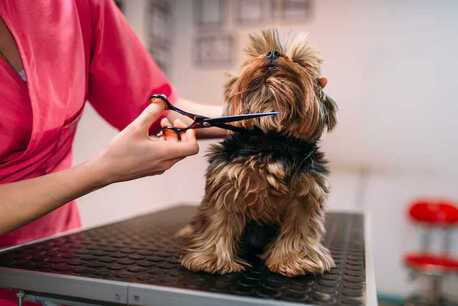 Ahmedabad, Pet Sitting, Dog Grooming In Surat