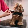 Dog Grooming In Surat
