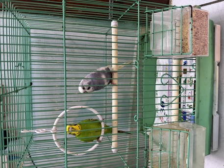 Manama, Pet Supplies, BHD 5,  Buggies Pair For Sale