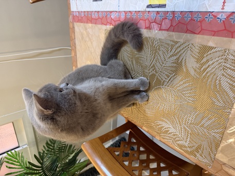 Jubail, Free Items, Roytal Scottish Cat - FREE With Belongings