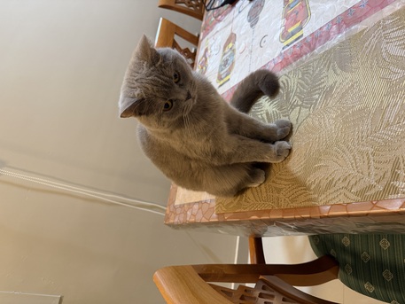 Jubail, Free Items, Roytal Scottish Cat - FREE With Belongings