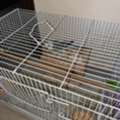 SAR 300,  Budgies For Sale