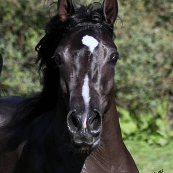 Dubai, Pet Supplies, AED 66105,  HU SHEEHADIA &ndash; Grace Crafted By Heritage