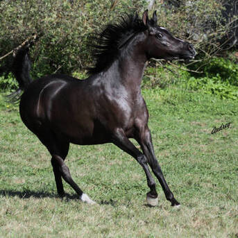 Dubai, Pet Supplies, AED 66105,  HU SHEEHADIA &ndash; Grace Crafted By Heritage