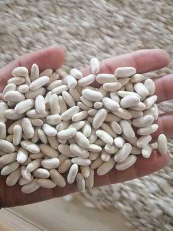 Erbil, Farm & Garden, WHITE BEANS