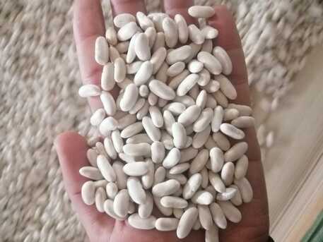 Erbil, Farm & Garden, WHITE BEANS