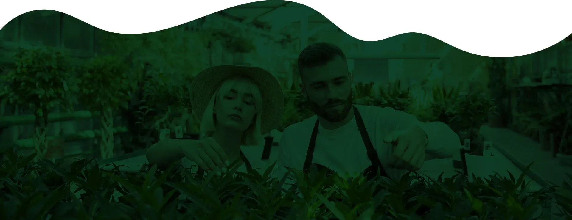 Dubai, Business, Madinat Al Rihan Agriculture And Landscaping L.L.C.