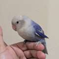 SAR 135,  Beautiful Rose Parrot For Sale