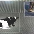 Buy A Cow Rubber Mat Online In India From Vansun Milking