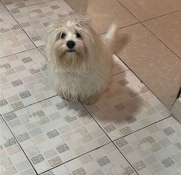 Jeddah, Mobile Phones, Maltese Dog For Sale