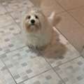 Maltese Dog For Sale