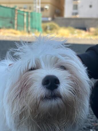 Jeddah, Mobile Phones, Maltese Dog For Sale