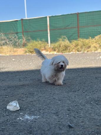 Jeddah, Mobile Phones, Maltese Dog For Sale
