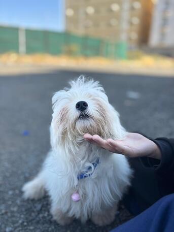 Jeddah, Mobile Phones, Maltese Dog For Sale